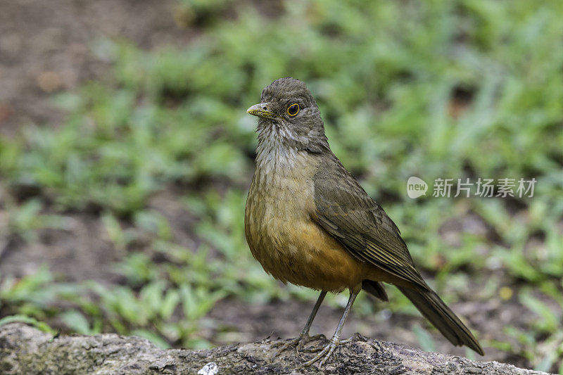 红腹画眉(Turdus rufiventris)是画眉科的一种鸣禽，发现于巴西潘塔纳尔地区。